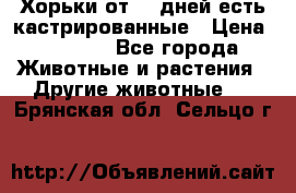   Хорьки от 35 дней есть кастрированные › Цена ­ 2 000 - Все города Животные и растения » Другие животные   . Брянская обл.,Сельцо г.